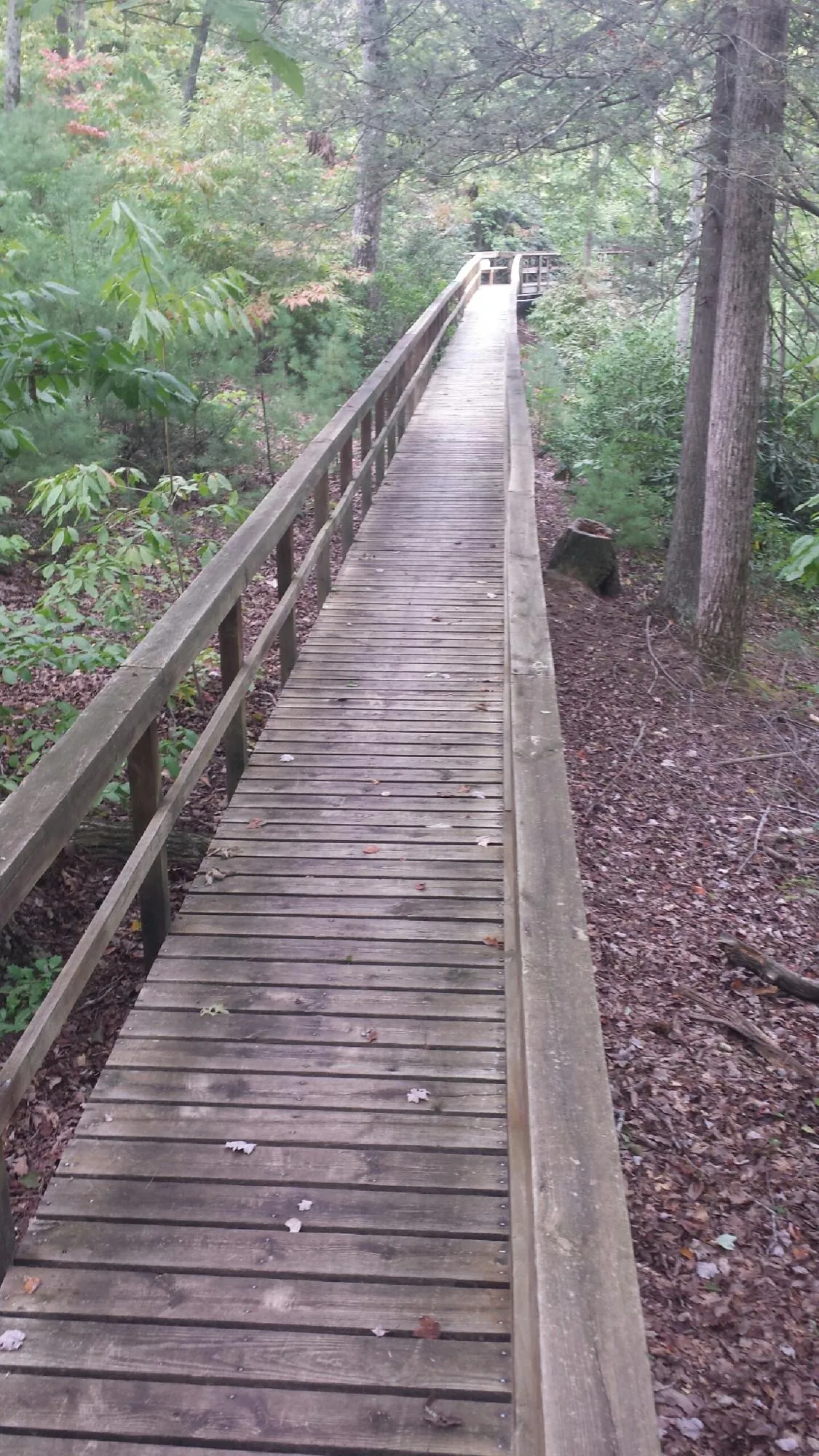 Long wood walkway with handrails built through the woods in Tullahoma